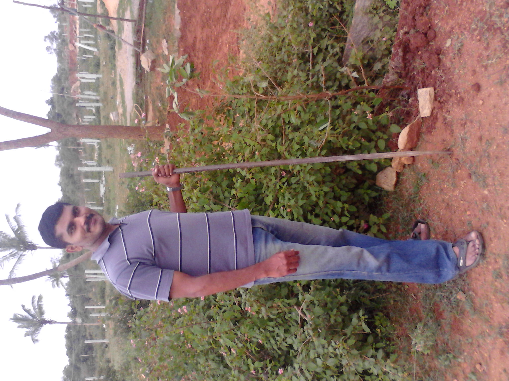 2012_bannerghatta_teak_plant